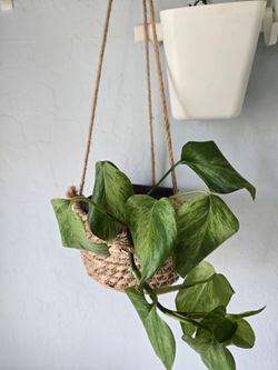 Pothos plant