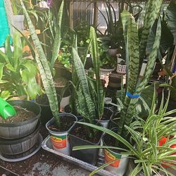 Snake plants