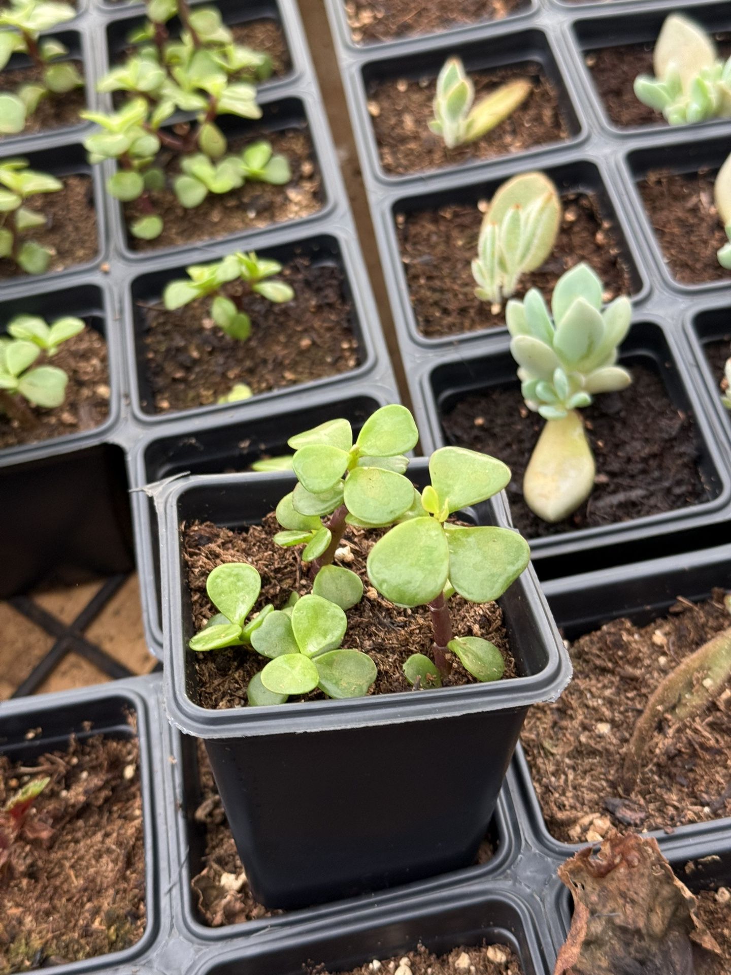 Elephant Bush (Portulacaria afra) | Low-Maintenance Succulent | Perfect for Bonsai & Indoor Gardens — Pet-Friendly!"