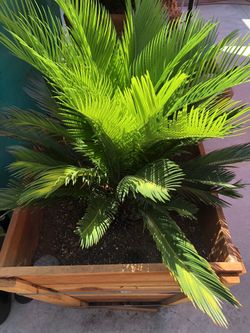 Cego palm tree
