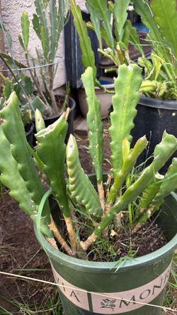 Cactus plant