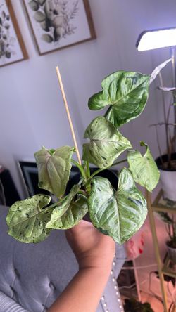 Green Spot Rare Syngonium