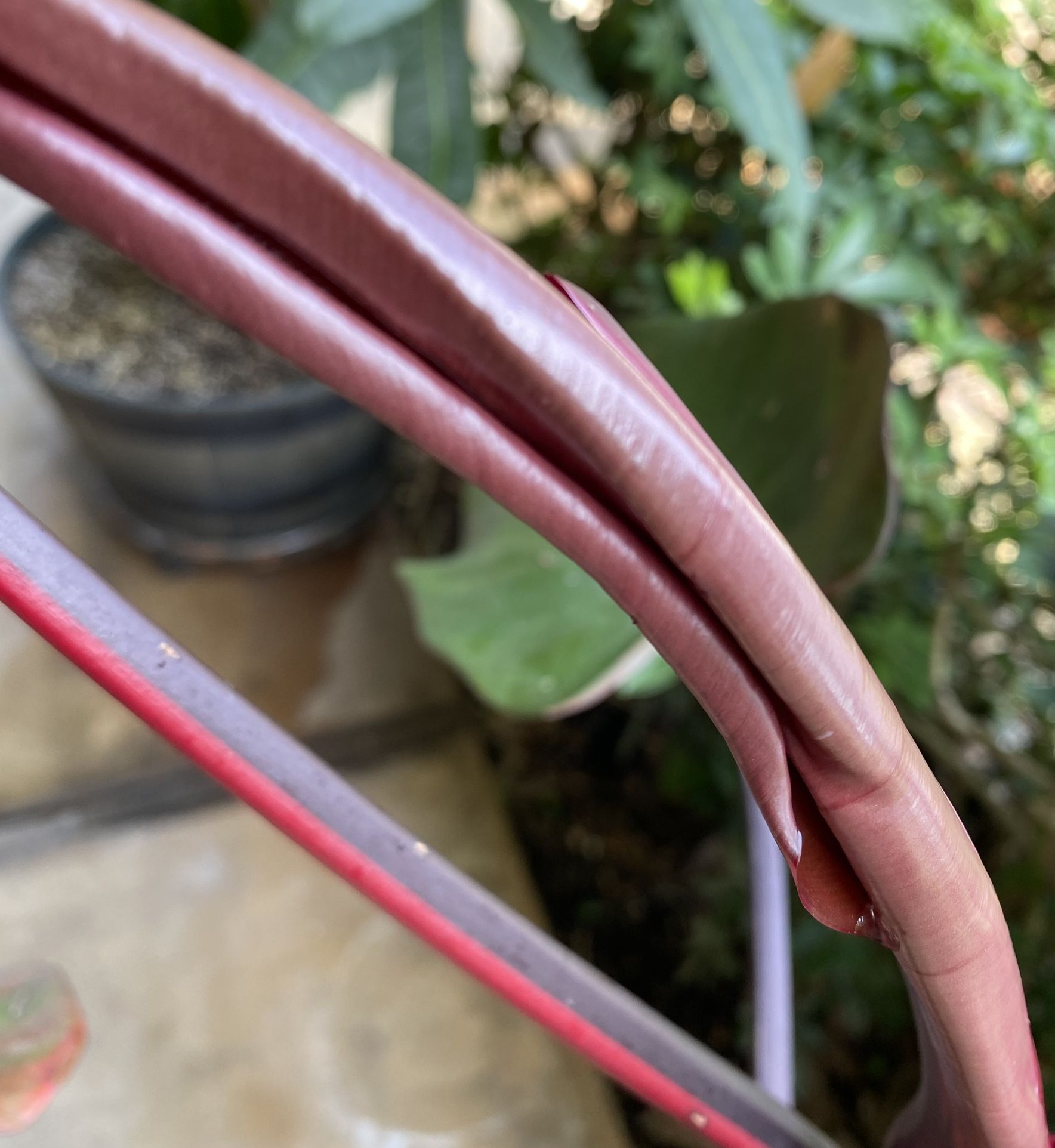 Philodendron Pink Princess Plant