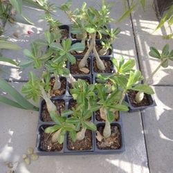 Rosas Del Desierto Desde Semilla $10 
