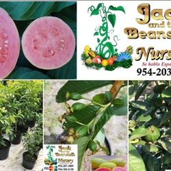 Pink Guava  Fruiting  Trees  3gal  Arboles  De Guayaba  Fruteando  3gal 