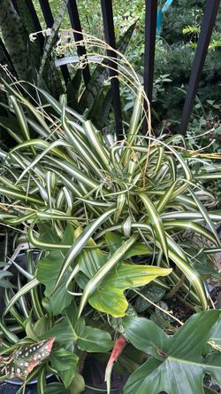 Free cuttings
