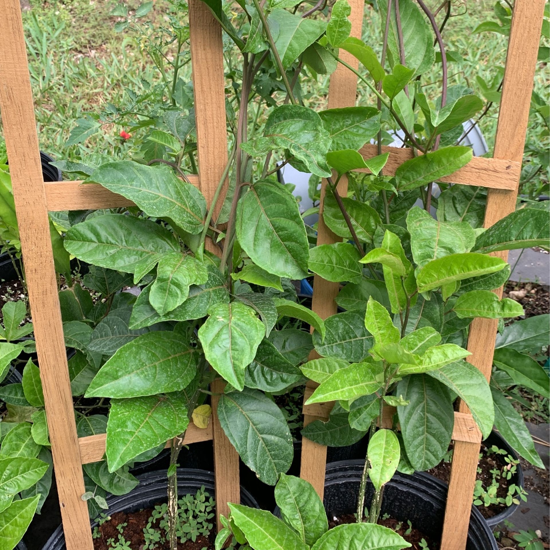 Passion Fruit Vine