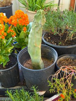 Totem pole cactus