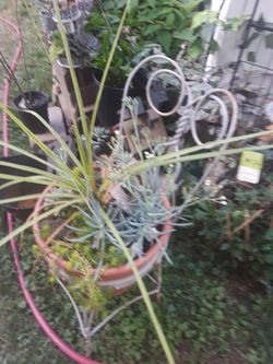 Old metal wrought iron ice cream parlor chair with nice plants inside it $50