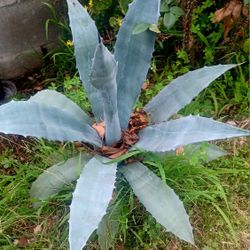 XL BLUE AGAVE