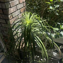Heathy Ponytail Plant Tree 