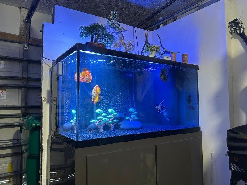 Fish Tank... Pet carriers & Houses