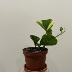 baby pothos plant