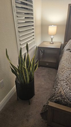 Snake Plants (Mother In Law Tongue)