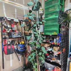 House plant houseplants beautiful 6'+ tall Fabian