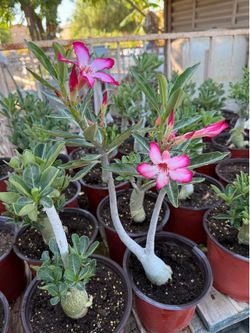 Desert Roses