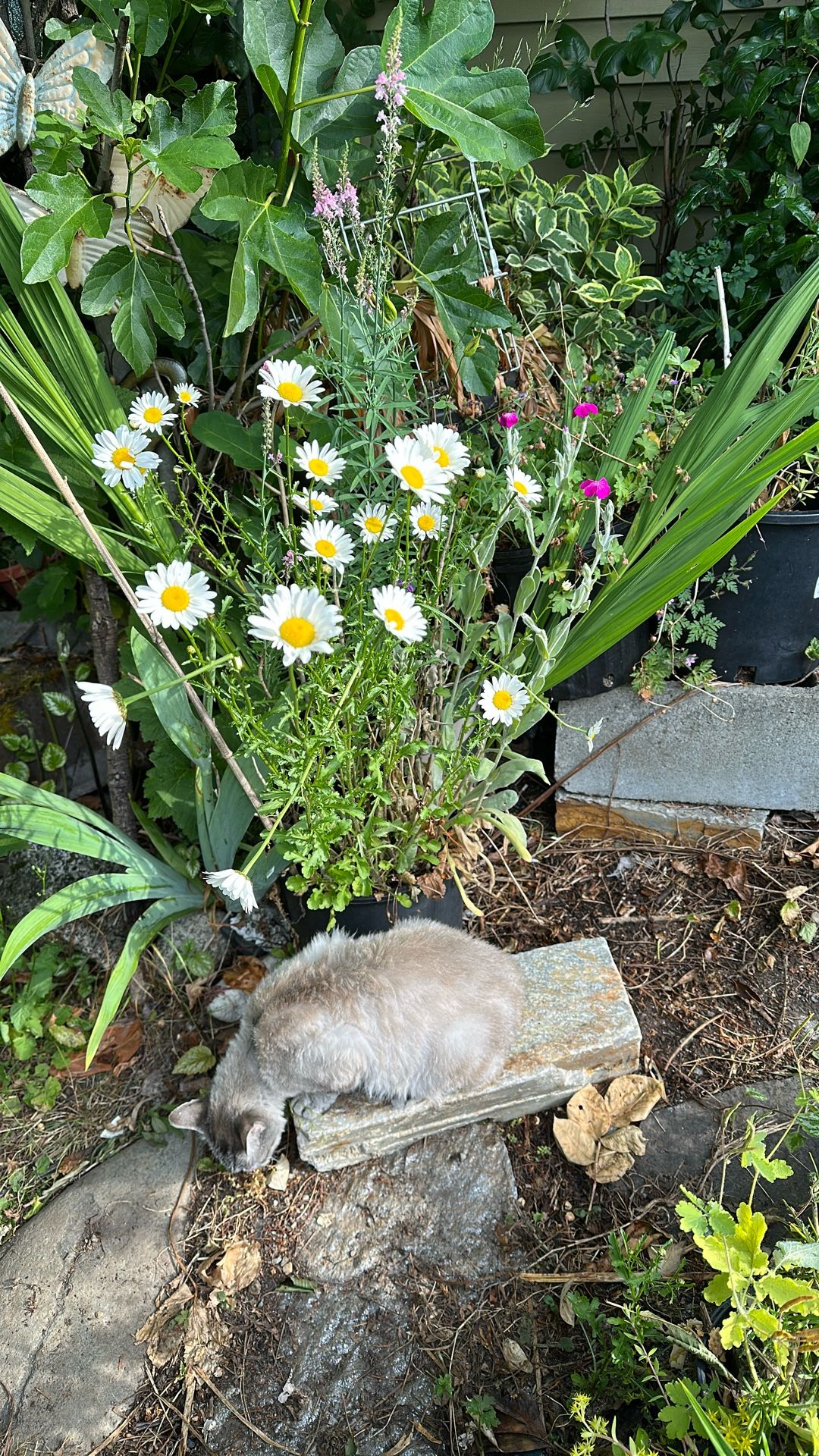 Shasta Daisy and Rose Champions