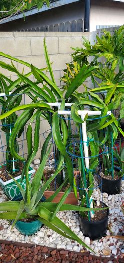 Large Dragon Fruit Plants – Healthy, Established, Ready to Fruit (Bundle Deal Available)