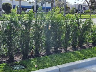 Podocarpus 7 Gallon