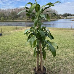 Dracaena, Mass Cane Plant