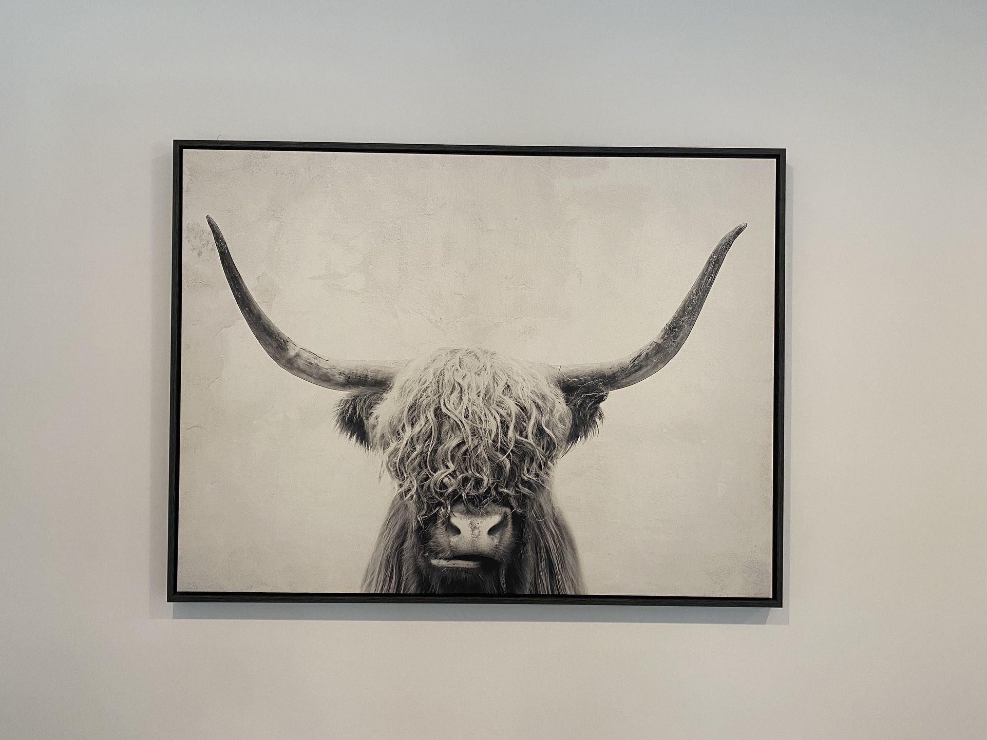 Highland Cow Picture