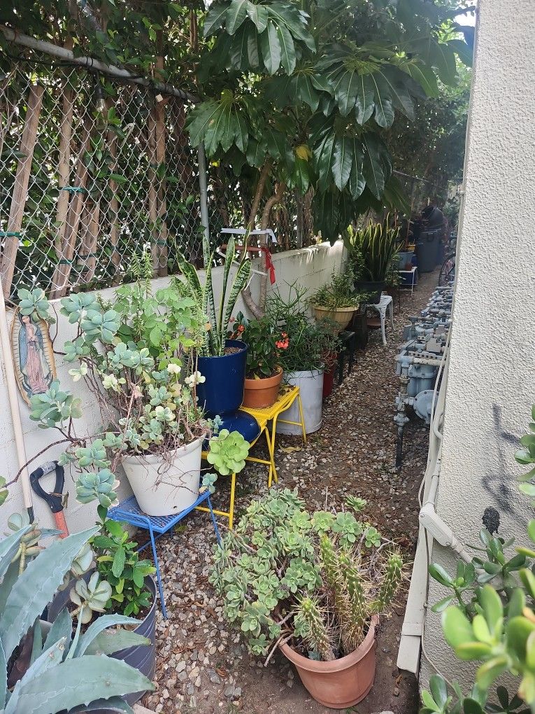 Weekend Plant Sale Starts Today βοΈπ΅βοΈπ΅βοΈπ΅βοΈπ΅βοΈπ΅βοΈπ΅