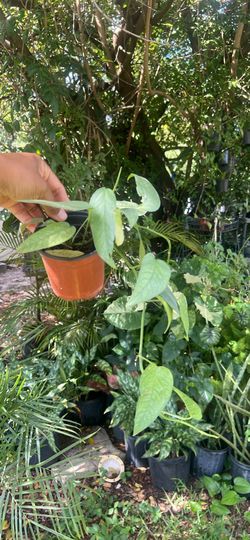 Cebu blue pothos available live plant
