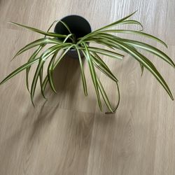 Spider Plant. 