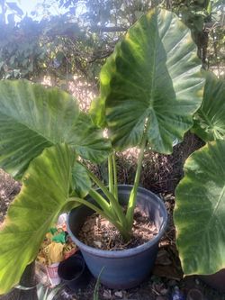 Plant as orejas de elefante.  $20 cada una. Each.