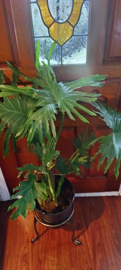 Large Philodendron Sello 