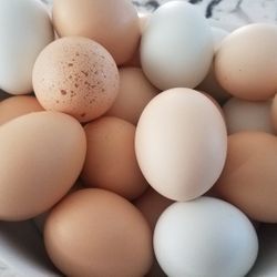 Organic Eggs