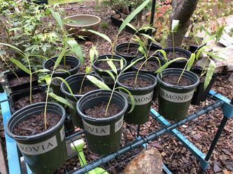 Weeping Willow Cuttings
