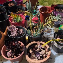 Assorted Succulent Plants 
