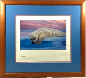National Geographic Brian Skerry Seal Photograph