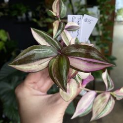 ✨ Quadricolor | Tradescantia ✨