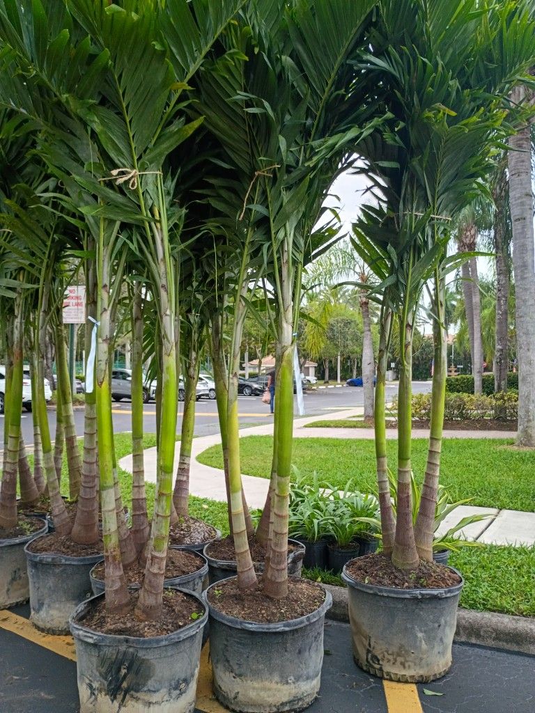 Huge Christmas Palms Over 8 Feet Tall Instant Decoration