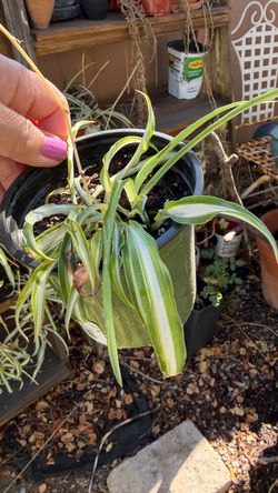 Spider plant - small