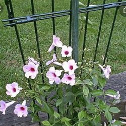 🌸 ADD A POP OF PINK TO YOUR GARDEN! 🌿