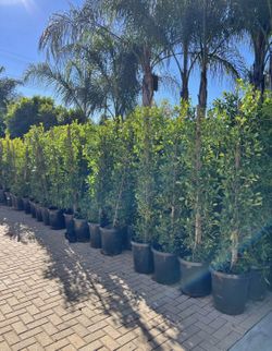 Ficus 🍃🍃