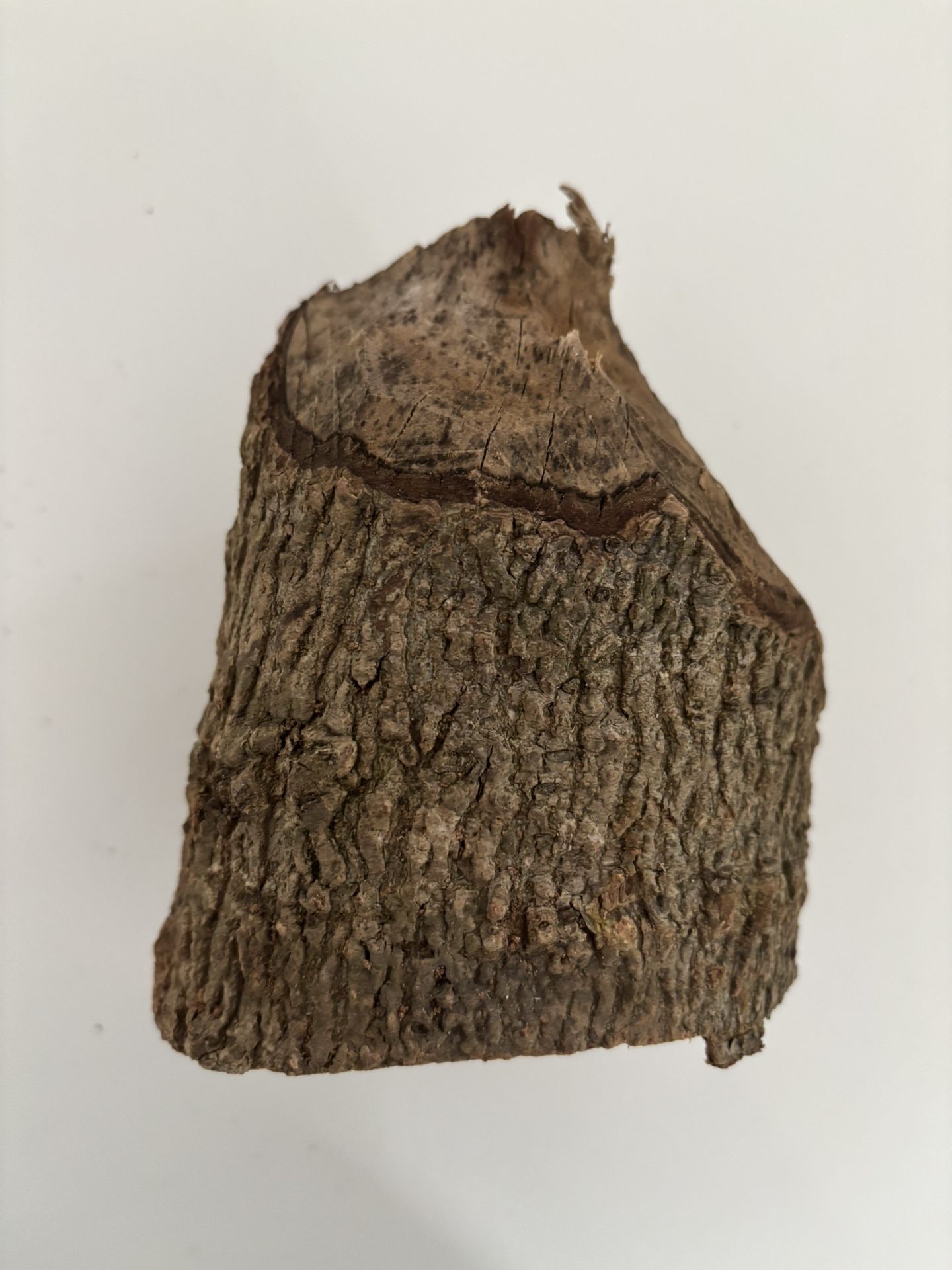 Wood Stump Carved By Beavers • Interesting Animal Item
