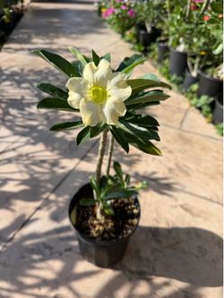 Desert Rose