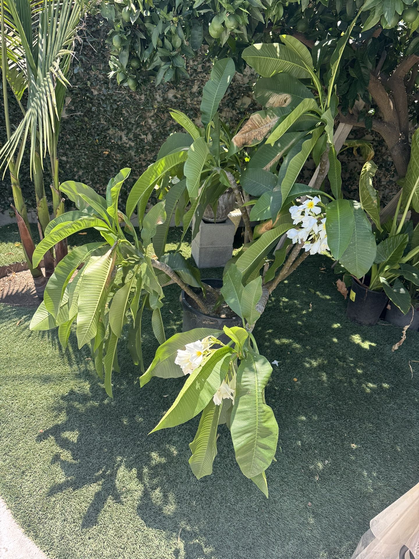 Plants