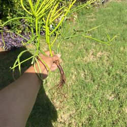 Firestick Succulent Rooted Potted