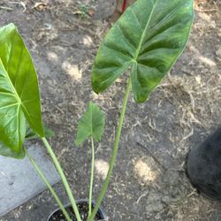Oja Elegante
