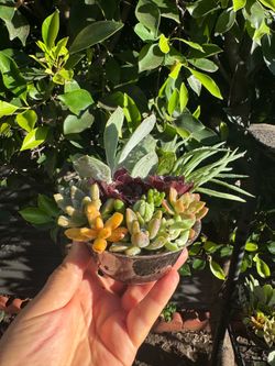 Succulent, each little pot $2.50