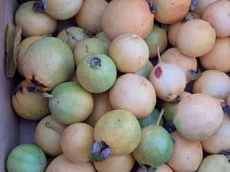 Free Fresh Guavas Mixed Ripeness Bulk Lot