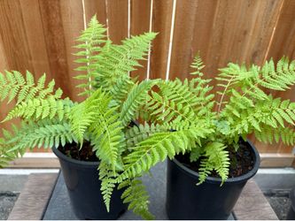 Lady ferns /one gallon x2