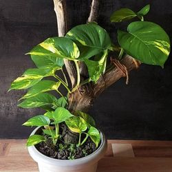 Golden Pothos Plant/ House Plant/ Indoor Plant  Flower Patio Garden 