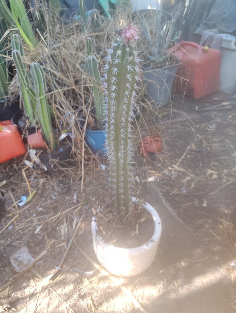 Wherever I Cactus Plant