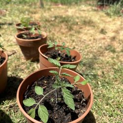 Tomato Plant W Pot 